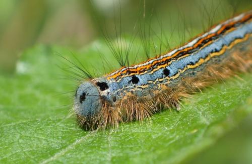 Réf. 234 119 : Malacosoma neustria